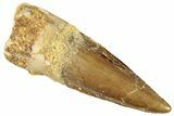 Fossil Spinosaurus Tooth - Real Dinosaur Tooth #296895-1